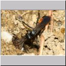 Anoplius infuscatus - Weswespe w008f 10mm - OS-Hasbergen-Lehmhuegel-det.jpg